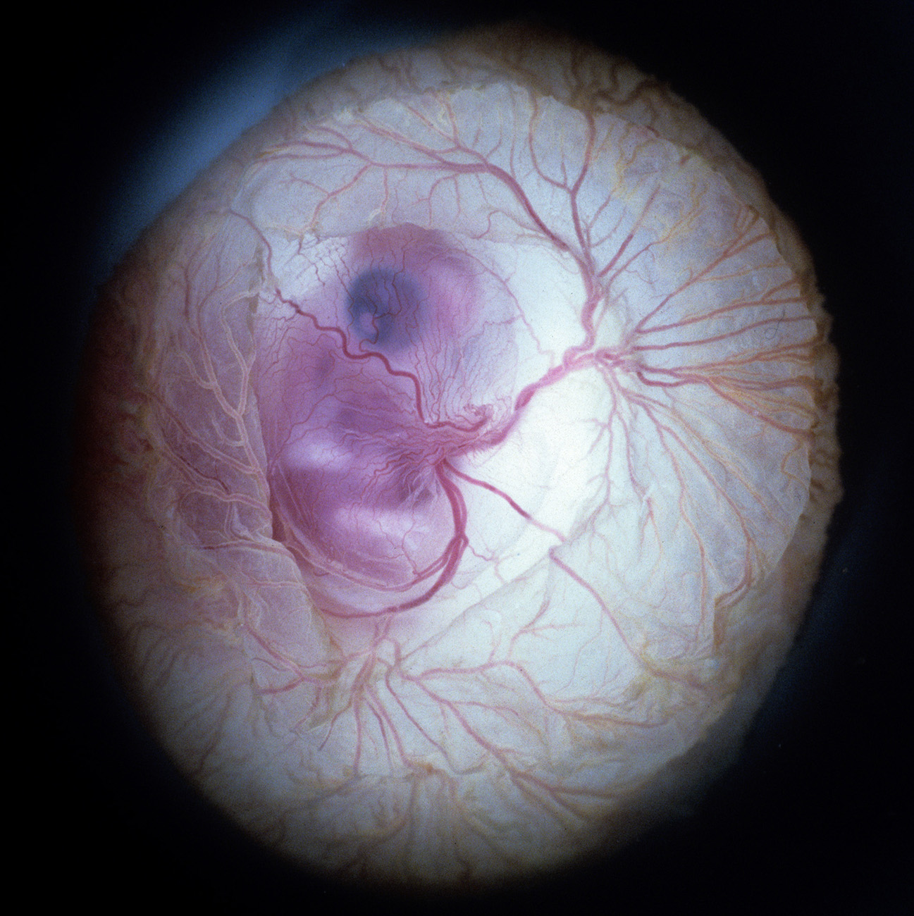 Chick Embryo X-rays Logo